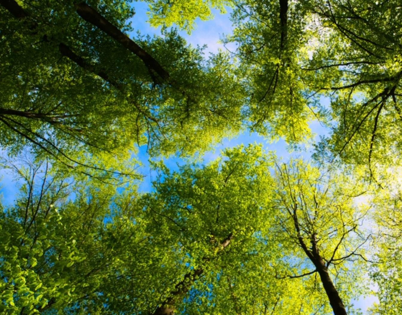 Respect de l’environnement