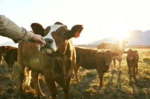 agriculture et vaches dans un pré