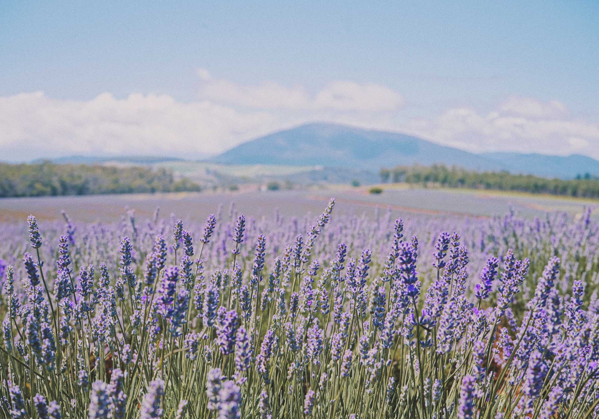 Champ de lavande en Provence