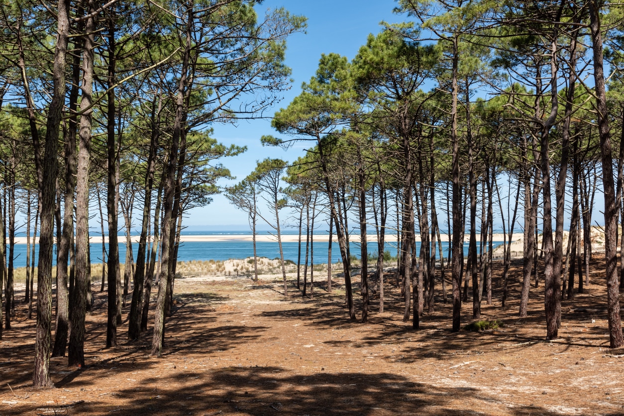 Forêt du bassin d'Arcachon