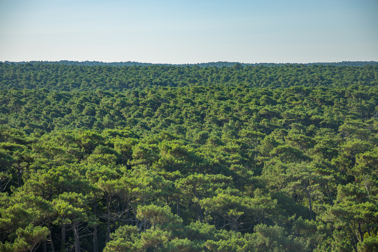 La réserve forestière des Landes et ses pins à perte de vue
