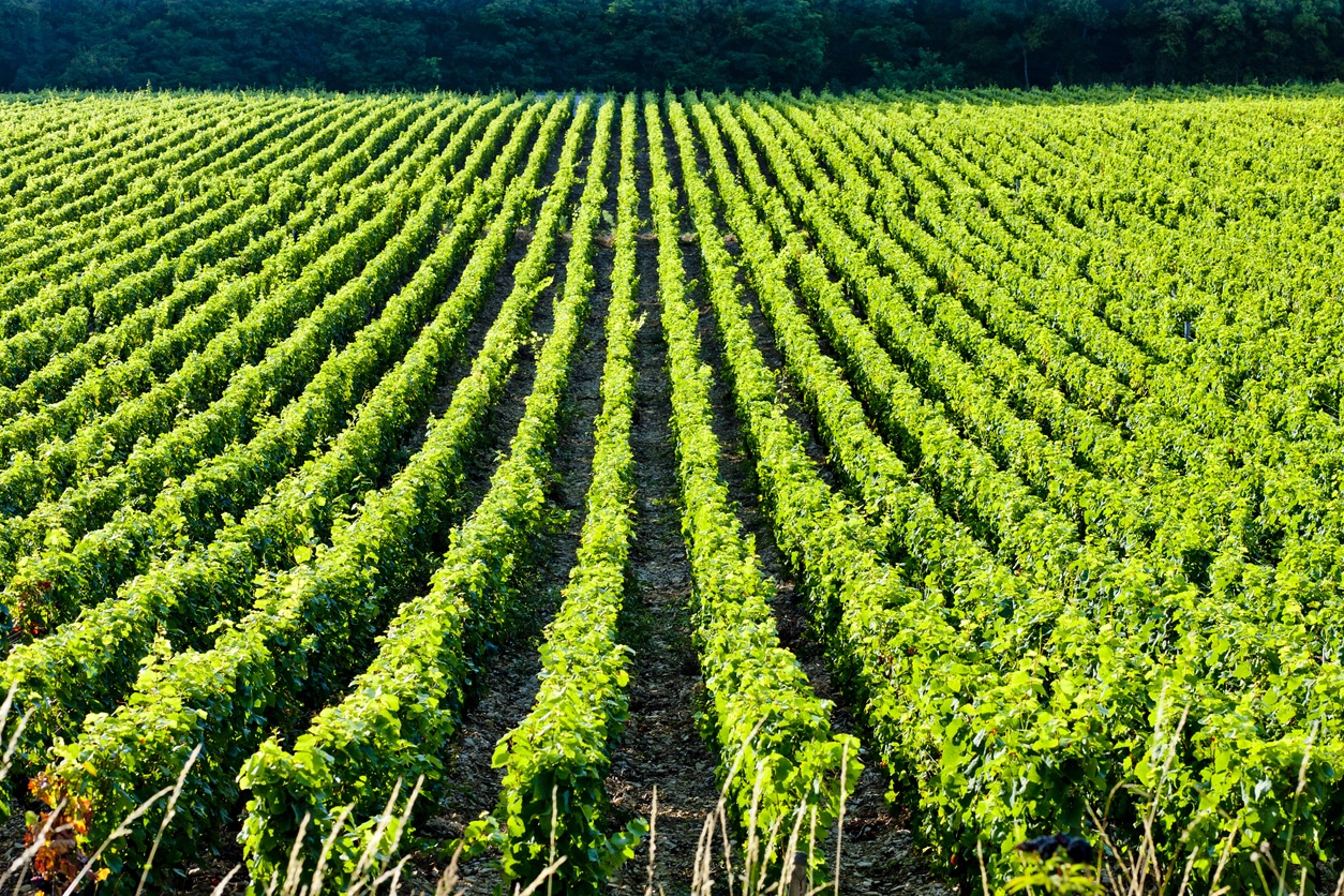 vineyard in Burgundy