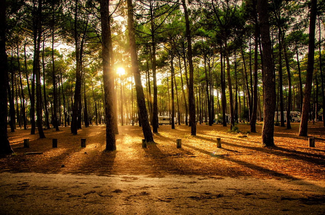 Pinède dans les Landes au coucher de soleil