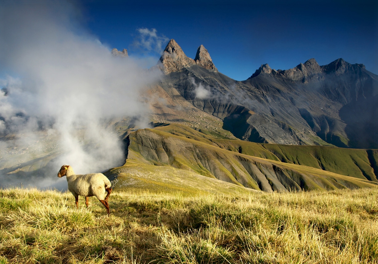 Mountain view with sheep, from French Alps, Grandes Rousses.