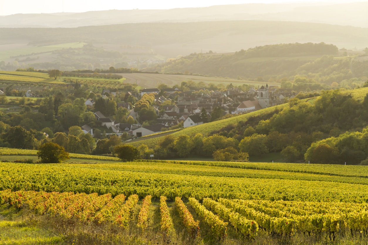 pieds de vigne à irancy