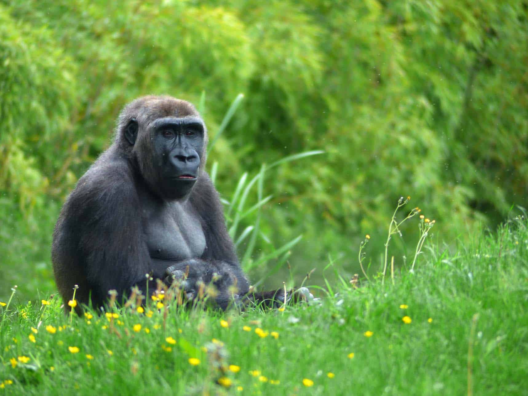 Gorille au ZooParc de Beauval