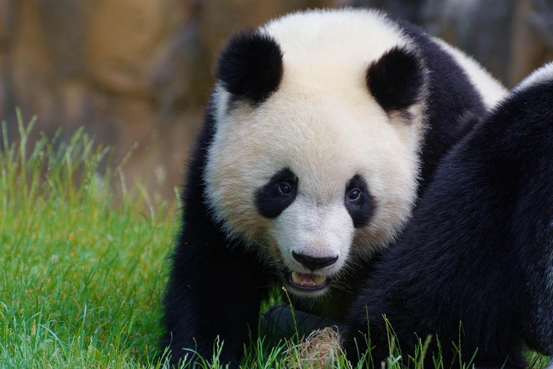 Panda au Zooparc de Beauval