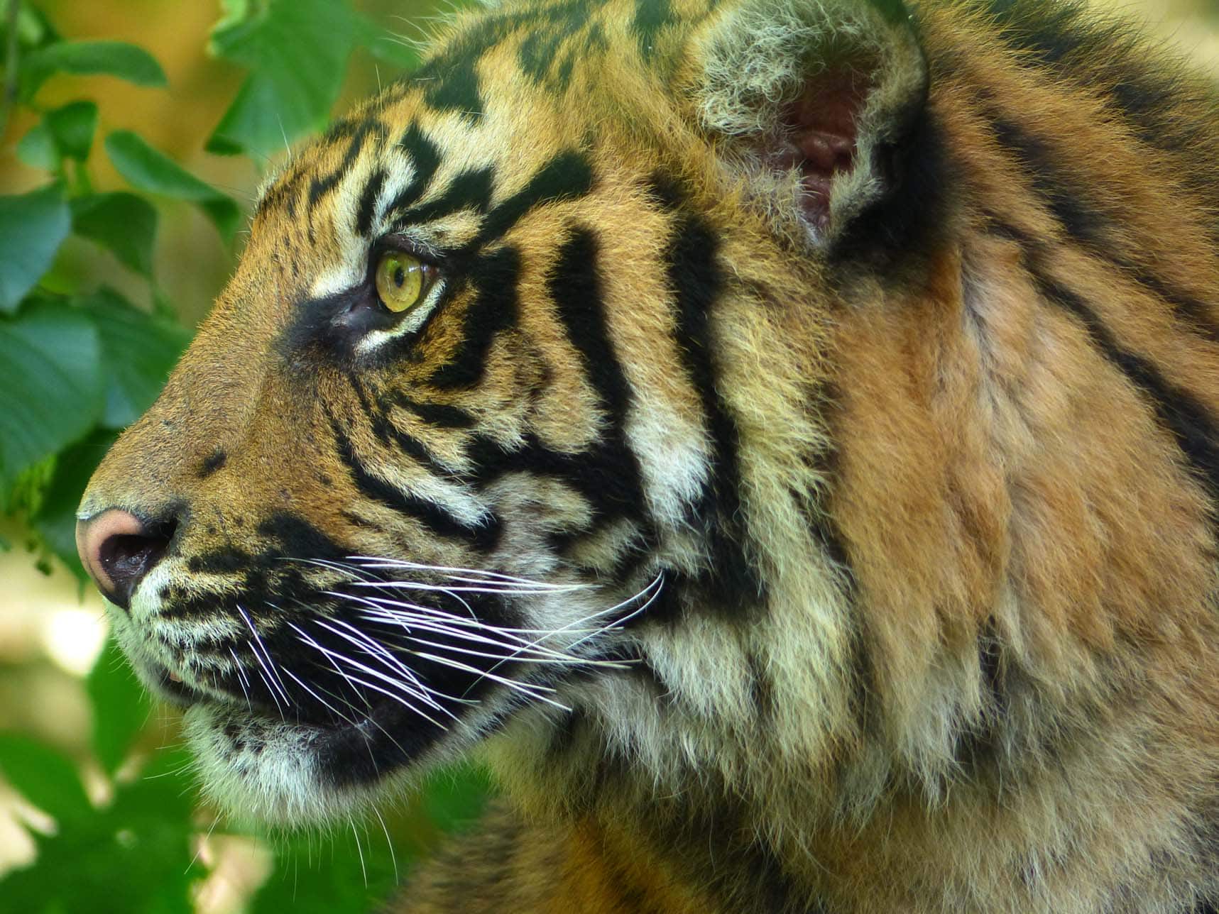 Tigre au ZooParc de Beauval