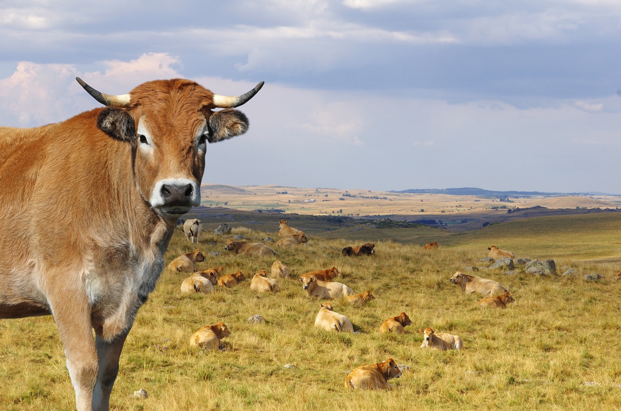 vache aubrac 