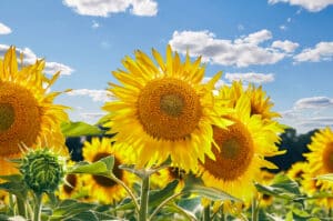 Tournesols sous un ciel bleu et ensoleillé