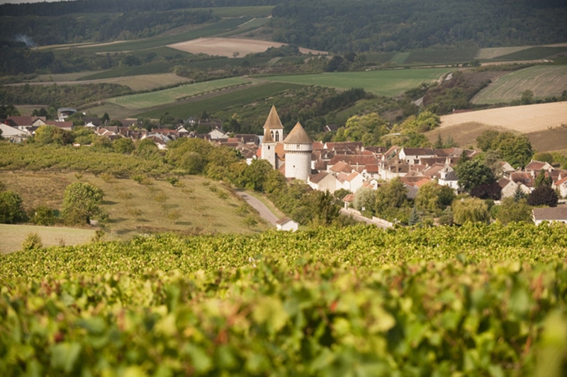 Le vignoble des Caves Bailly-Lapierre en Bourgogne