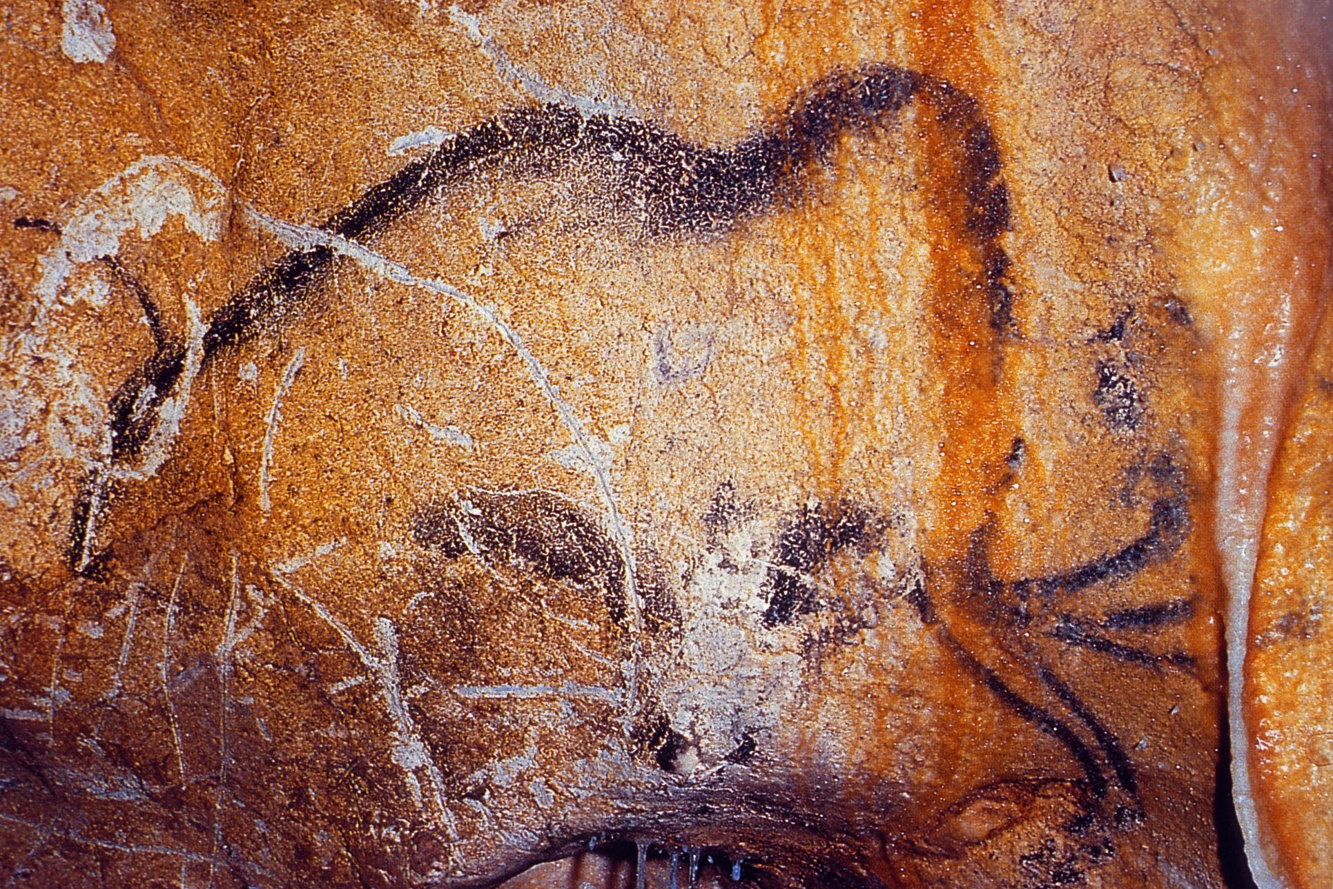 Mammouth dessiné dans la grotte en Ardèche