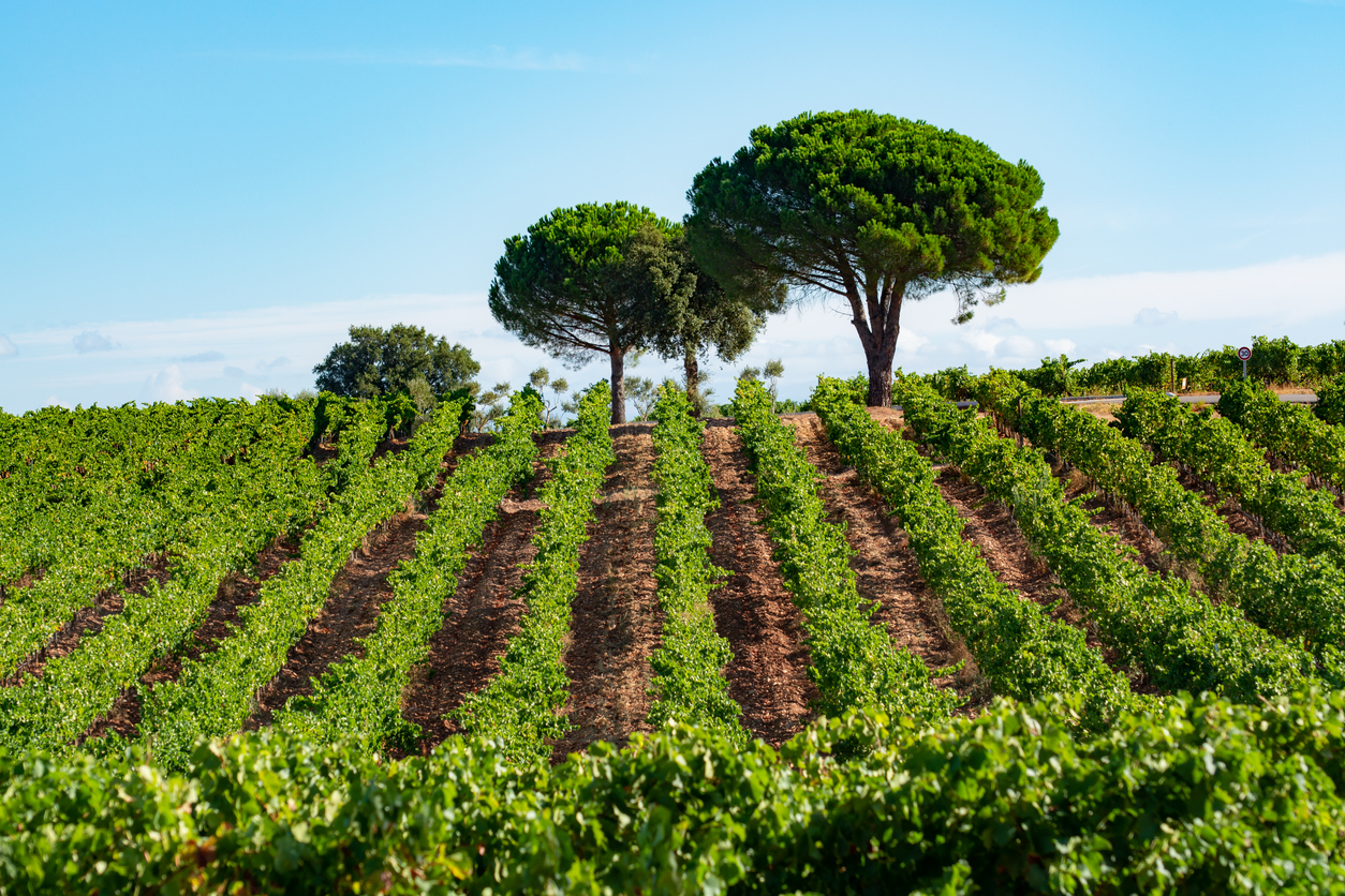 Vue sur des vignes dans le sud de la France