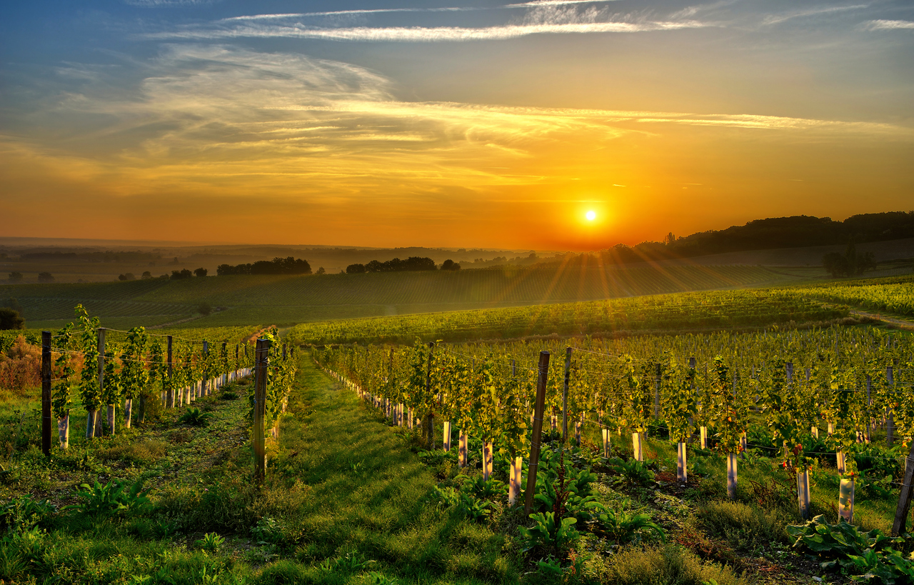 couché de soleil sur le vignoble autour de Bergerac