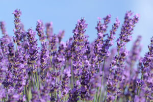 Beautiful lavender bush