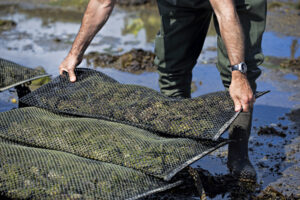 Worker on the oyster farm