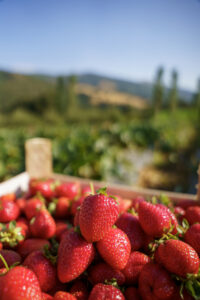 basket full of strawberries. Organic Strawberry field