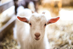 Baby Goat