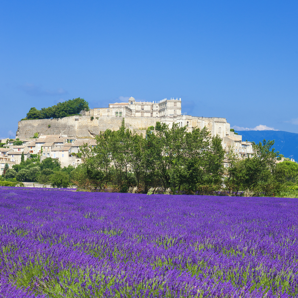 lavender field and town of Grignan